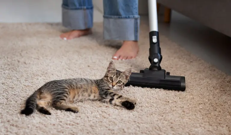 Pet cat on carpet and leg of a lady with a vacuum cleaner.