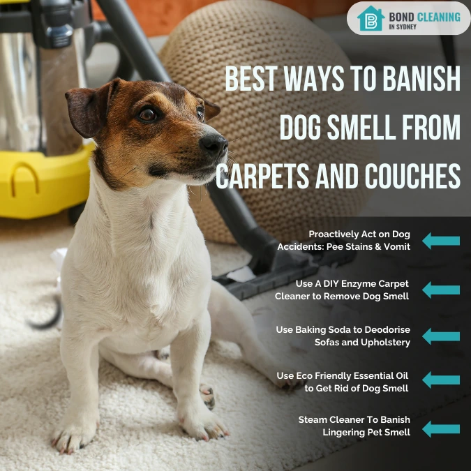 Best Ways to Banish Dog Smell From Carpets and Couches
