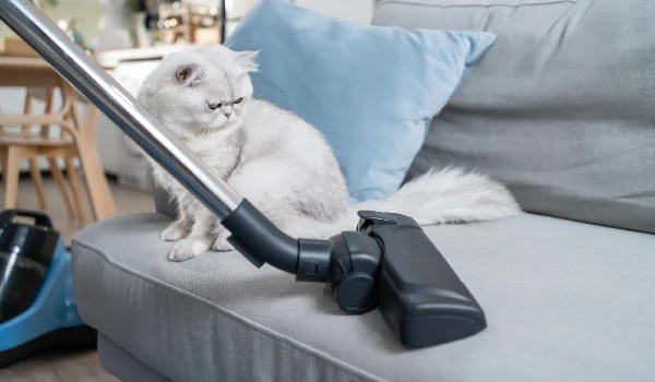 Close up of vacuuming dust and fur on sofa from little cat and using vacuum cleaning doing housework and chores in living room